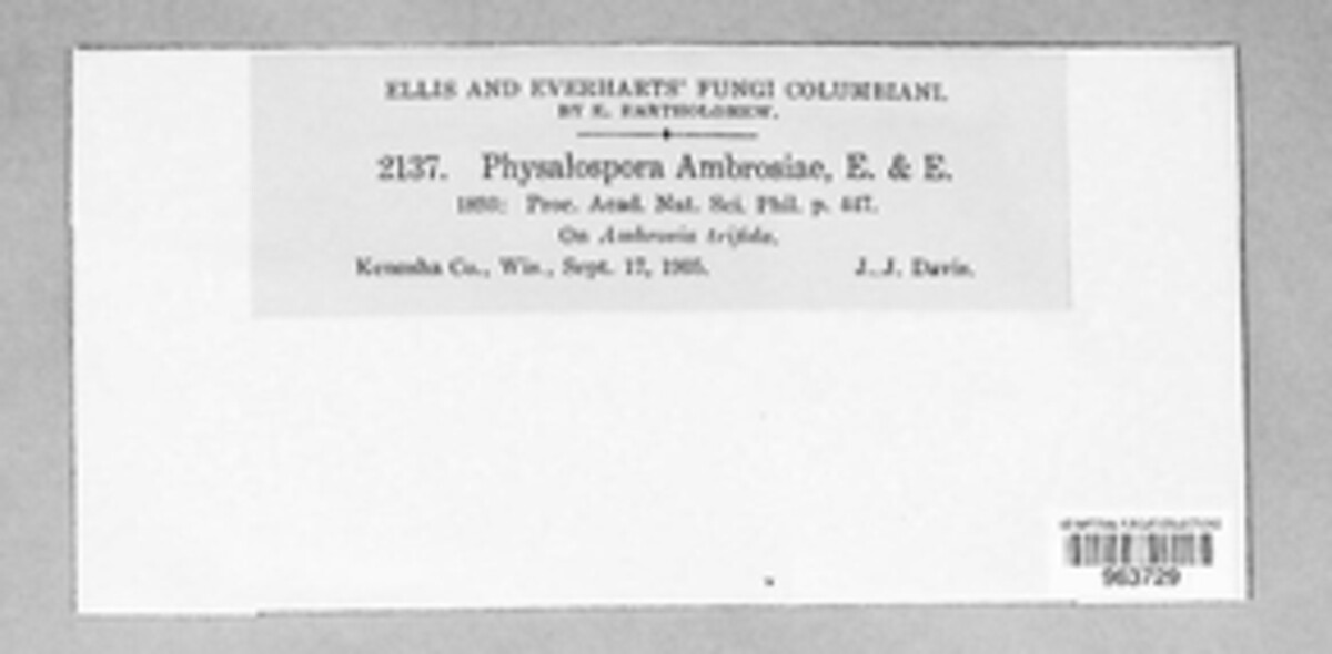 Cryptophyllachora ambrosiae image